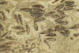 Fossil Fish (Gosiutichthys) Mortality Plate - Wyoming #261920-1